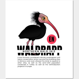 WALDRAPP NORTHERN BALD IBIS Posters and Art